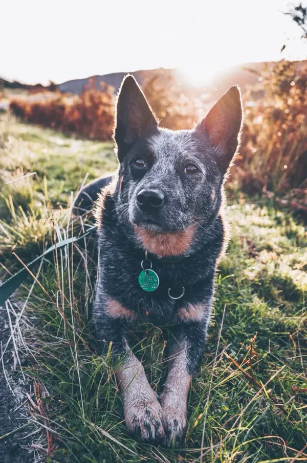 Australian Cattle Dog
