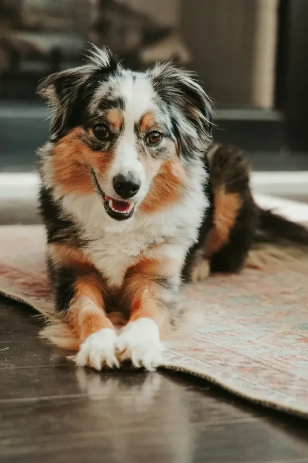 Australian Shepherd