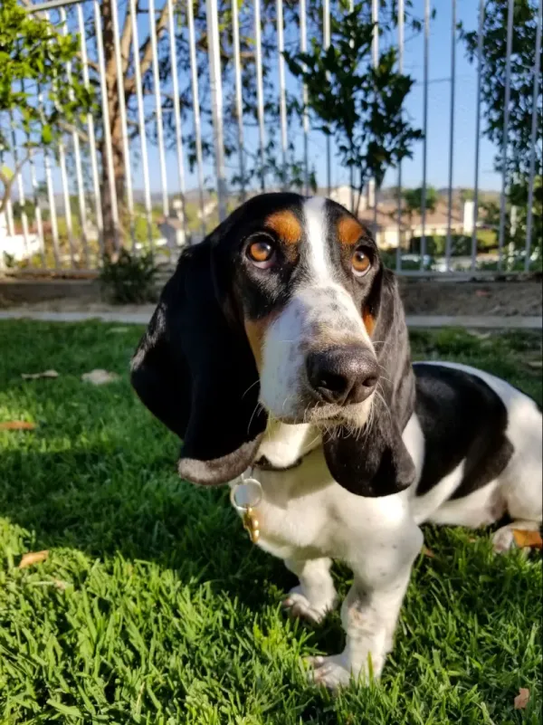Basset Hound