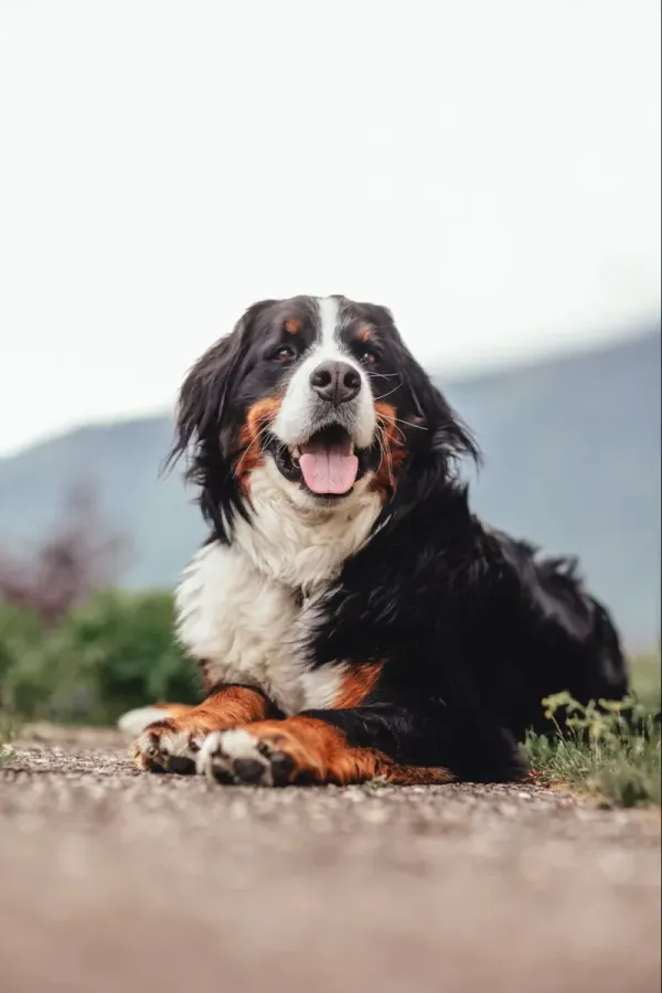Bernese Mountain Dog