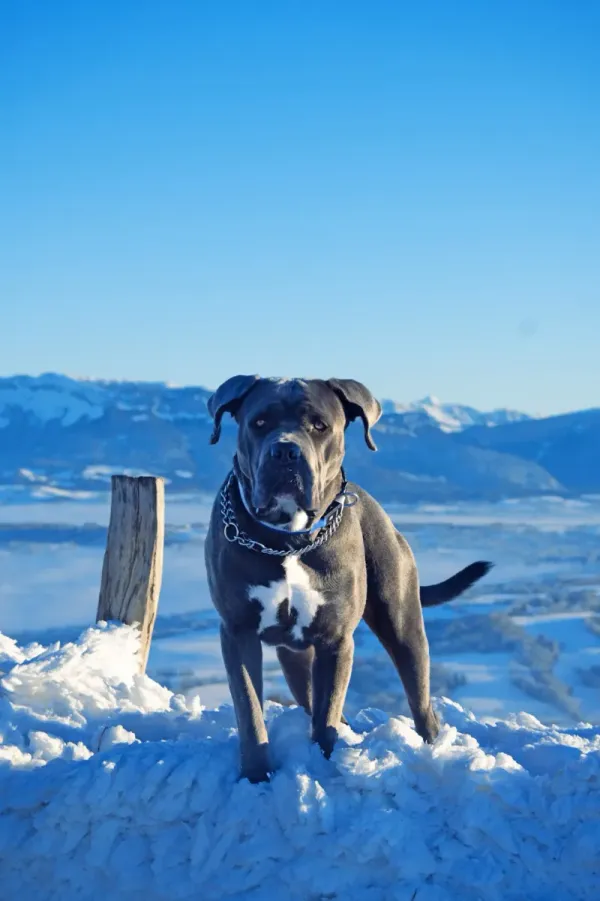 Cane Corso