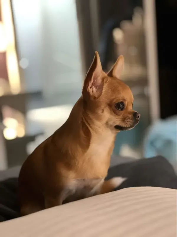 Chihuahua