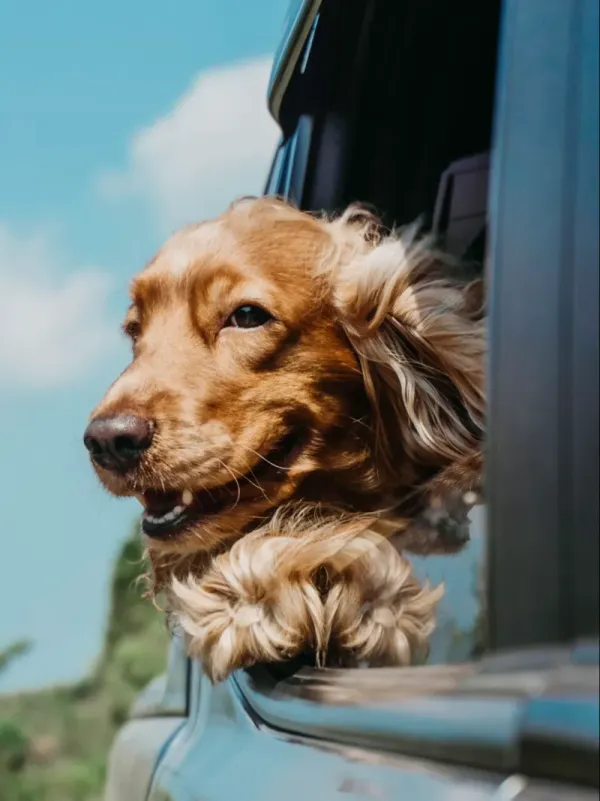 Cocker Spaniel