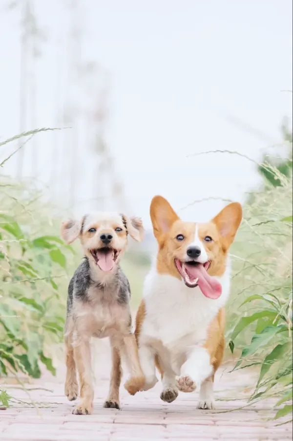Corgi