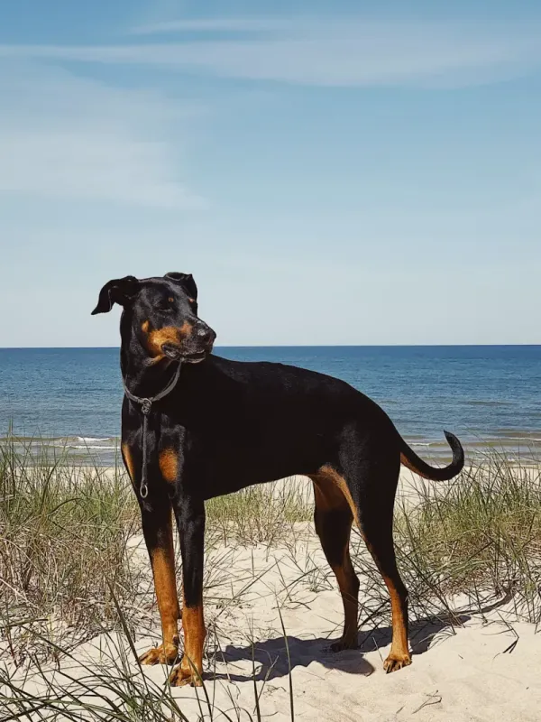 Doberman