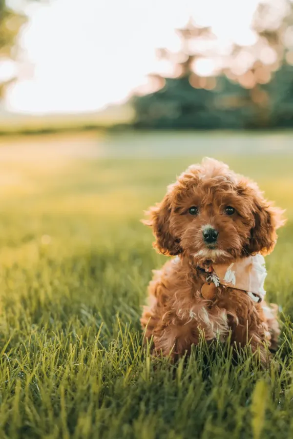 Goldendoodle