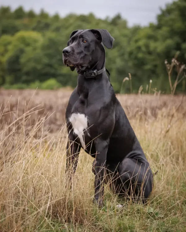 Great Dane