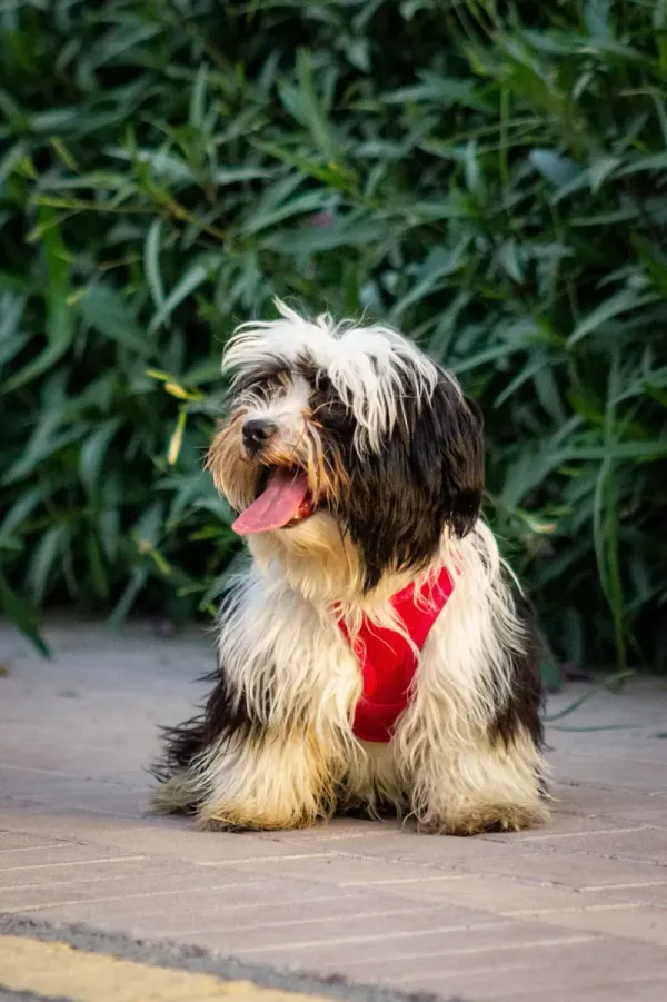 Havanese