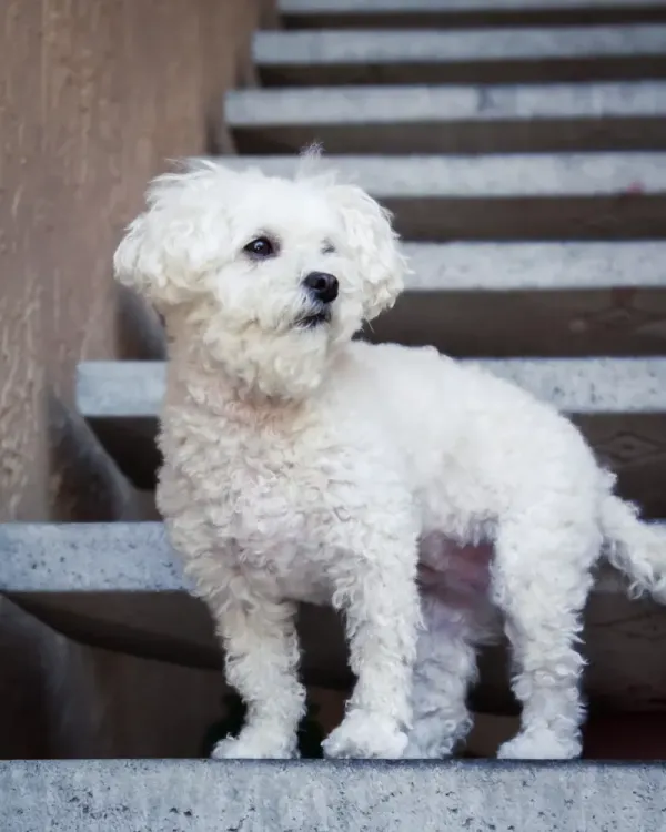 Maltese