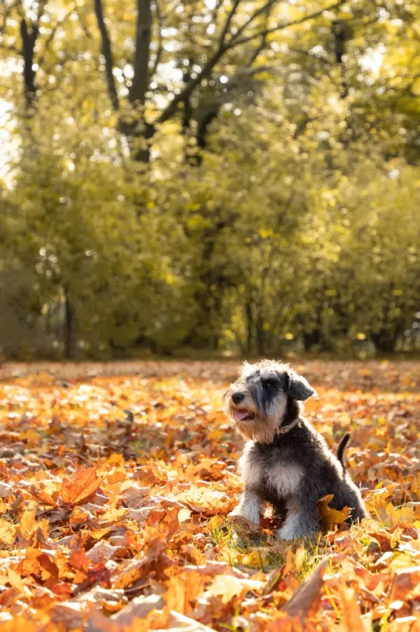 Miniature Schnauzer