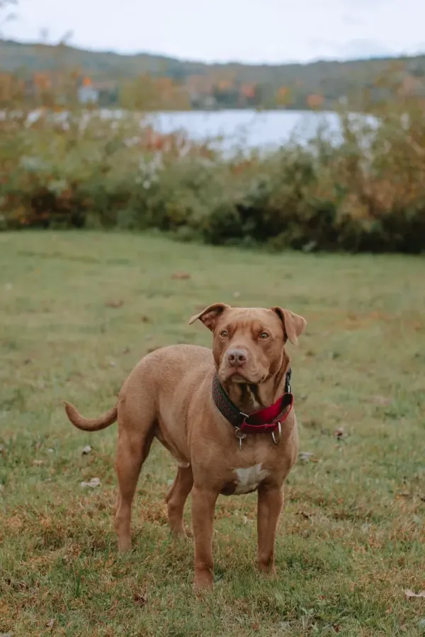 Pit Bull
