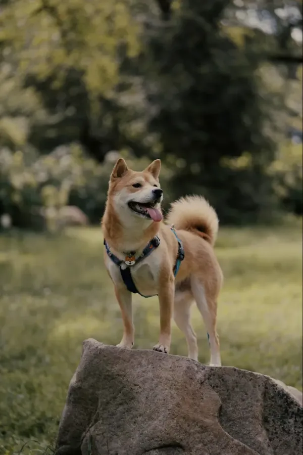 Shiba Inu