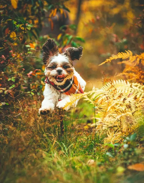 Shih Tzu